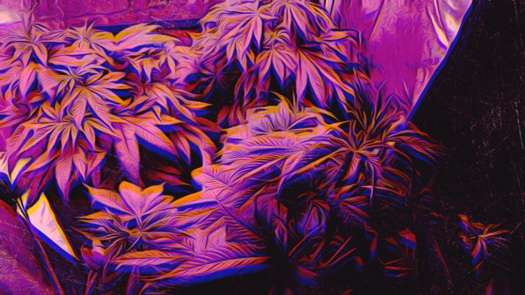 Edited image of Cannabis Plant