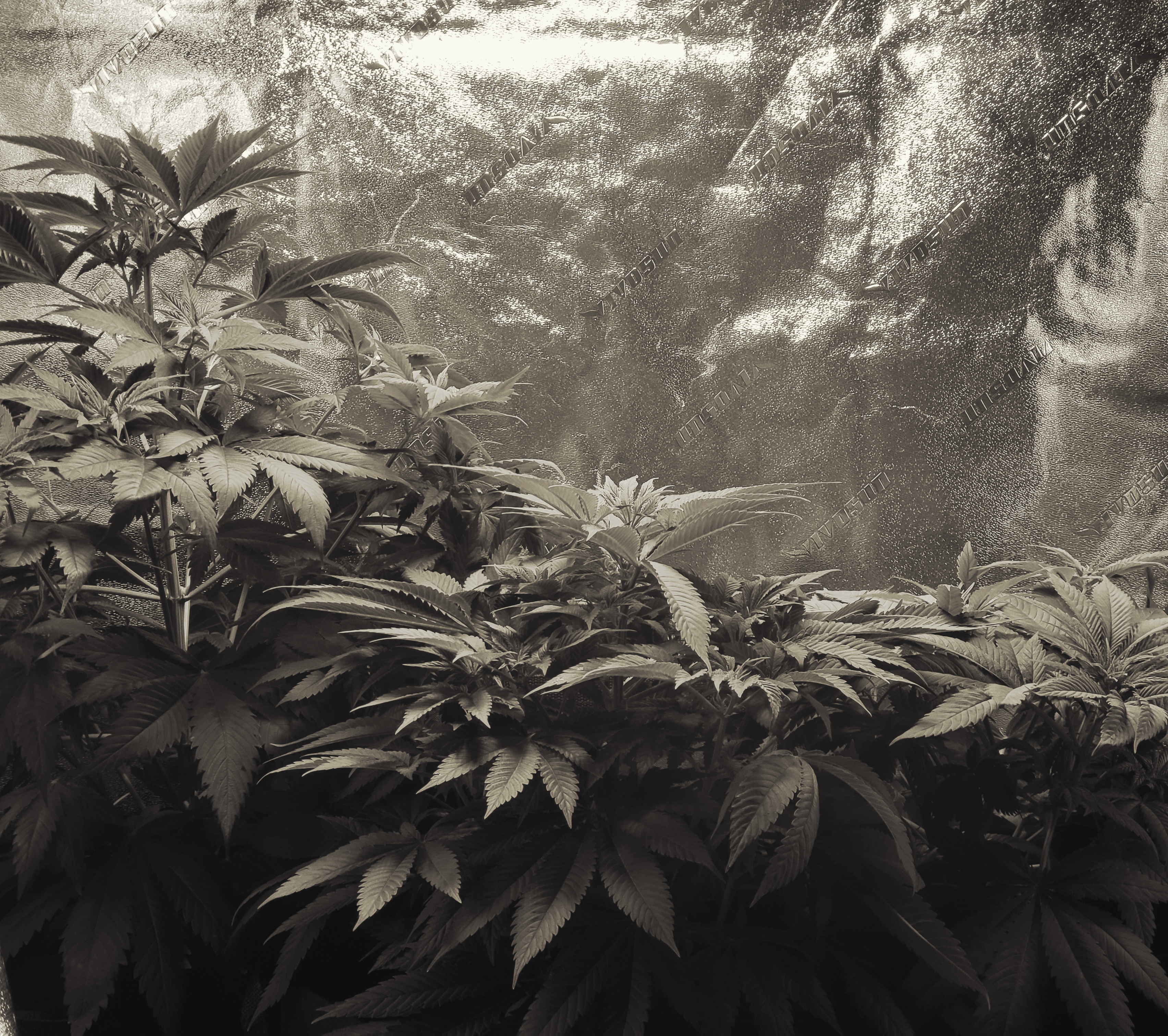 Cannabis Plants growing during vegetation stage edited by Dr. Digital Philosophy 