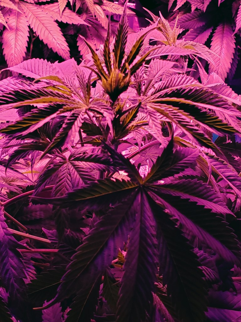 Edited image of a cannabis plant known as the white widow strain 