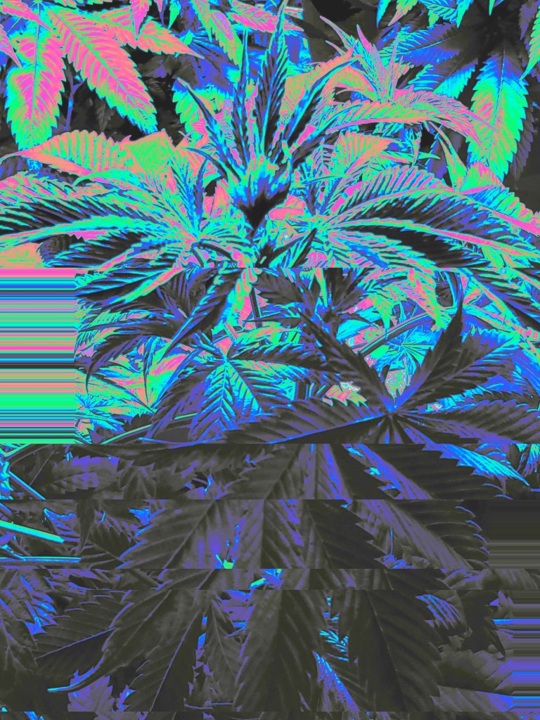 Cannabis Plant image that has been edited and features a glitch effect with  any colors 