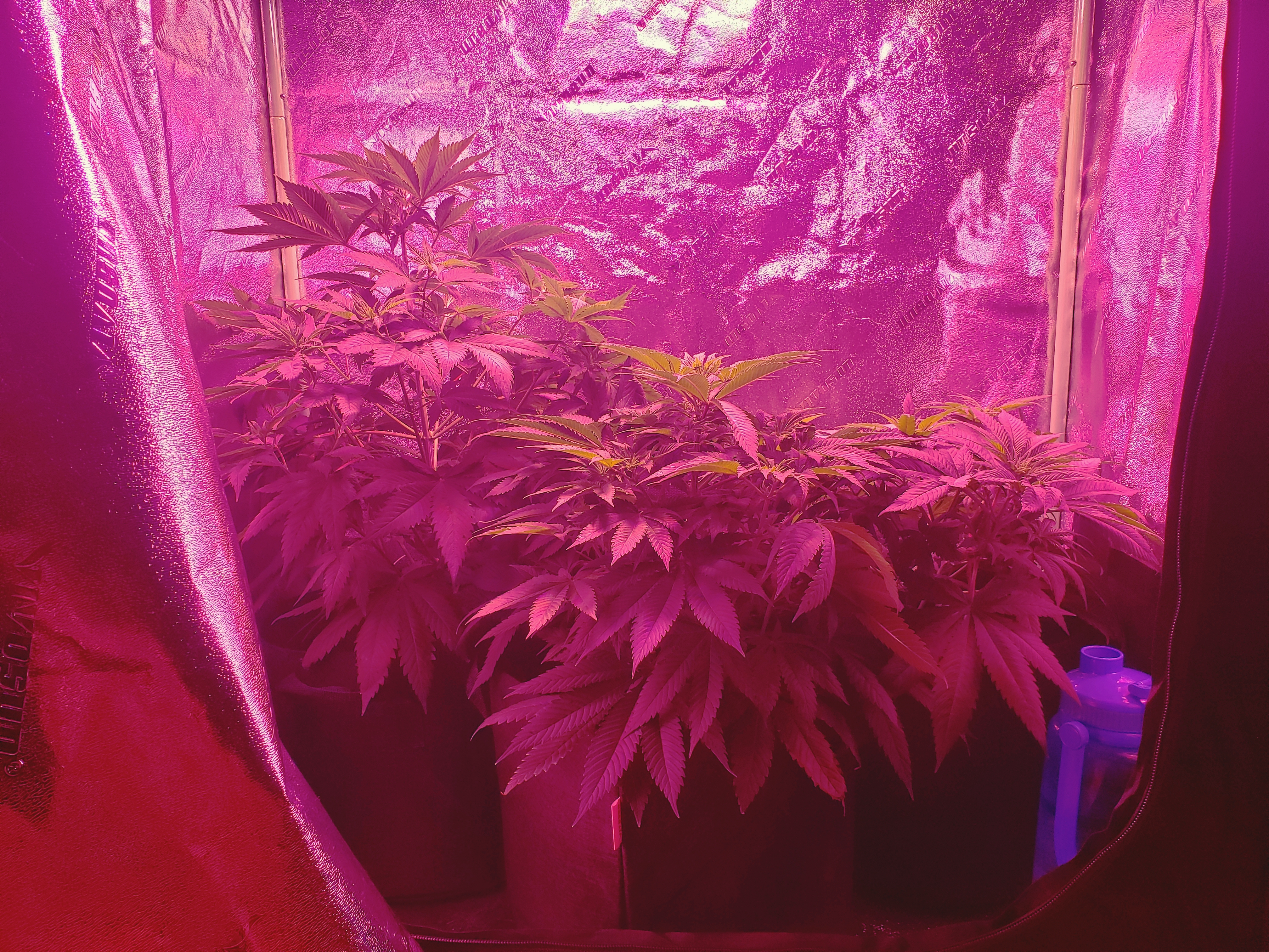 Cannabis Plants grow environment during vegetation stage of the cannabis grow cycle edited by Dr. Digital Philosophy 