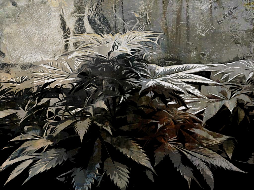 Cannabis Plant Growing inside a grow tent and edited by Dr. Digital Philosophy 