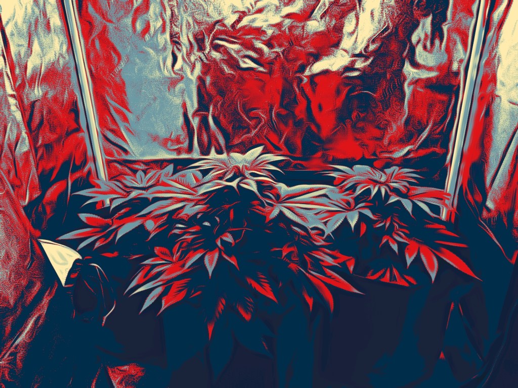 Cartoon edited image of cannabis plants growing in a indoor environment by Dr. Digital Philosophy 