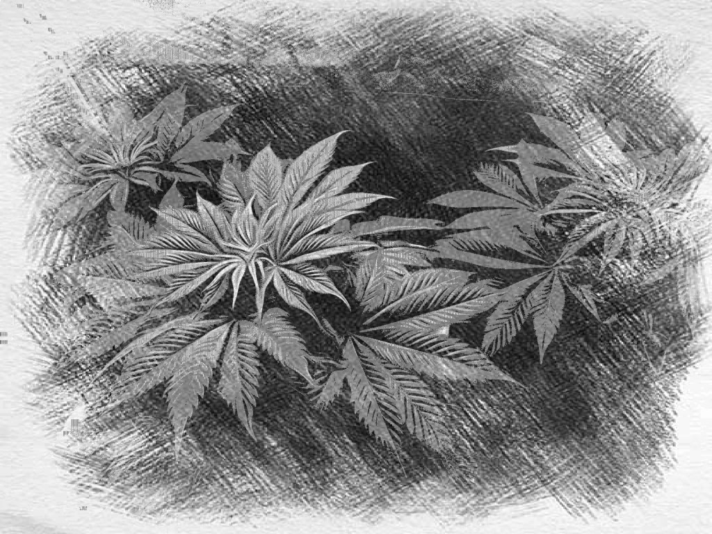 Black and white image of a cannabis plant during vegetation 