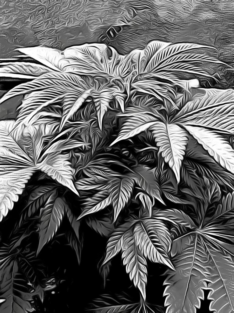 Cannabis Plant Growing in black and white edited image by Dr. Digital Philosophy 2022