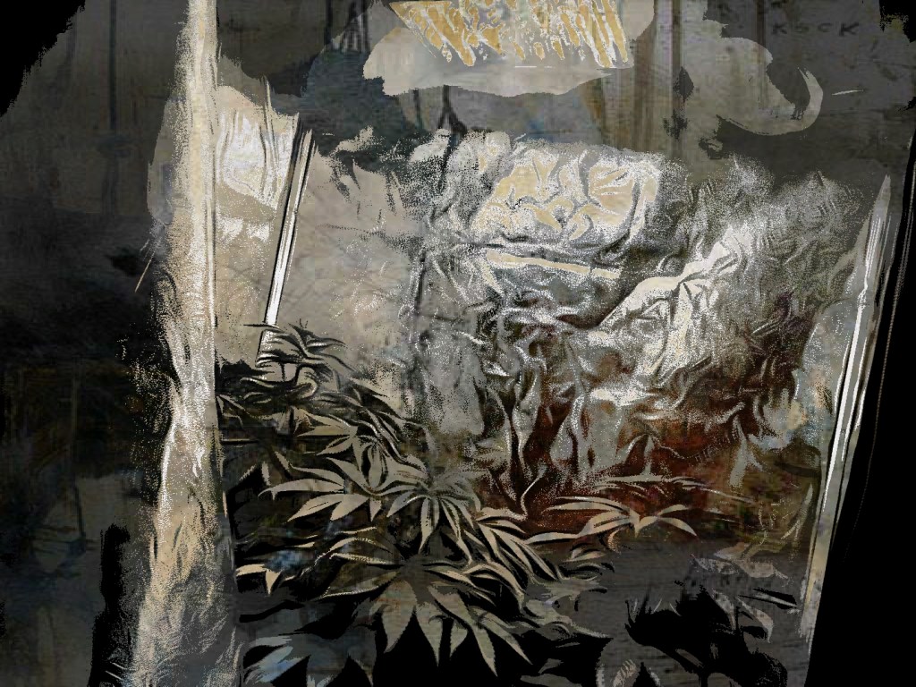 Edited photograph of cannbis plants growing during the vegetation stage