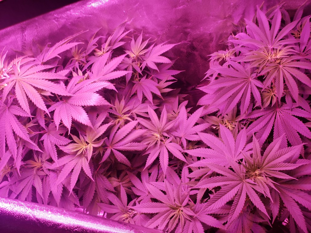 Cannabis plants during vegetation stage of grow cycle