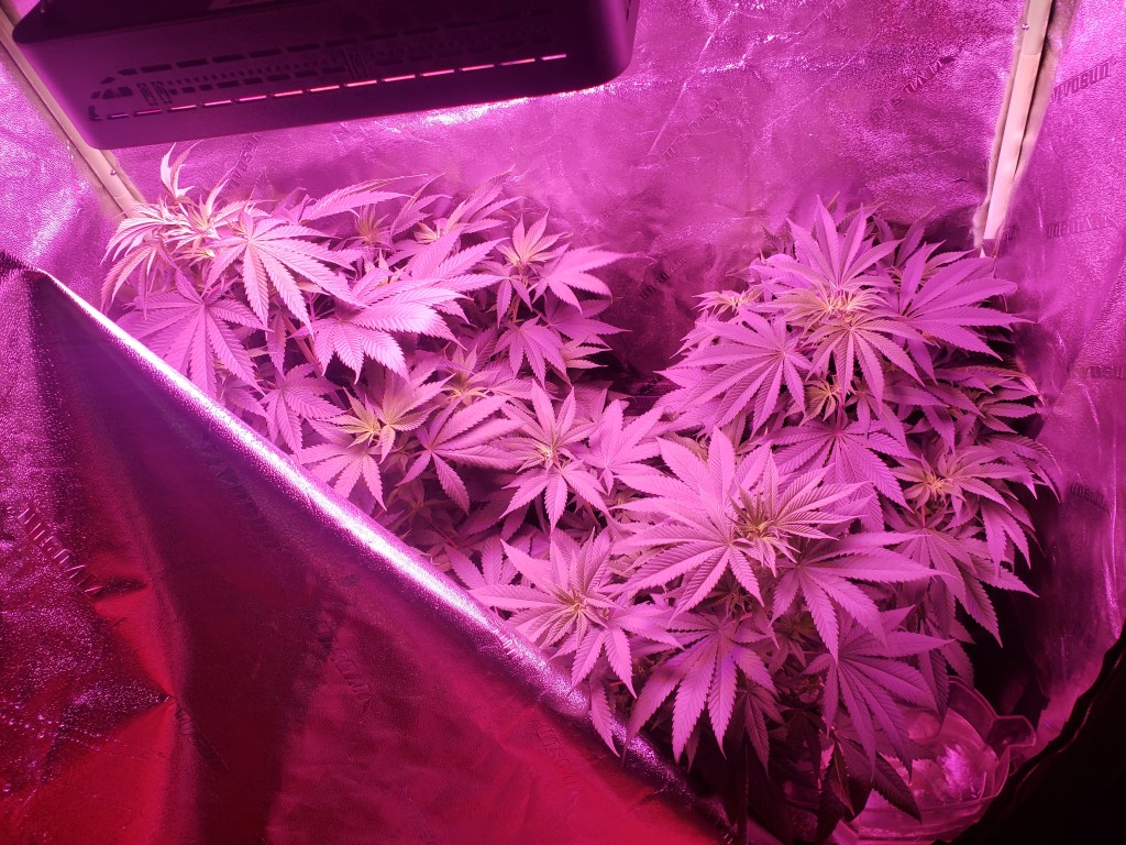 Cannabis Plant Growing during vegetation stage by Dr. Digital Philosophy