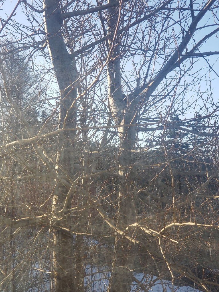 Original image of the tree outside during April 2022