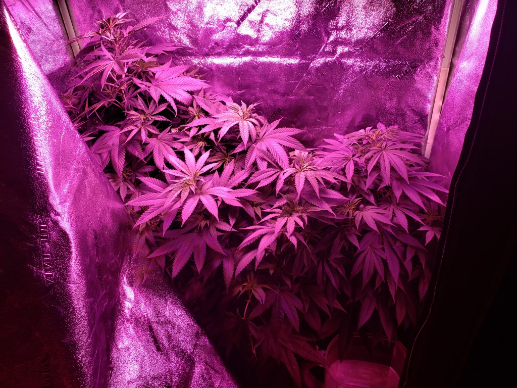 Cannabis Plants growing during the vegetation stage of the cannabis life cycle 2022