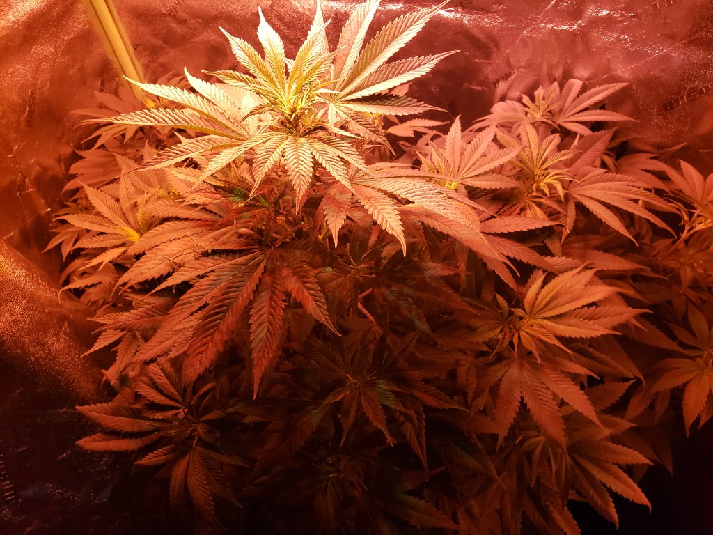 Cannabis Plants during the flower stage 2022