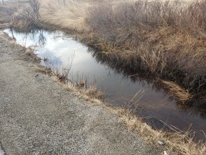 Spring is in the air with a puddle of water