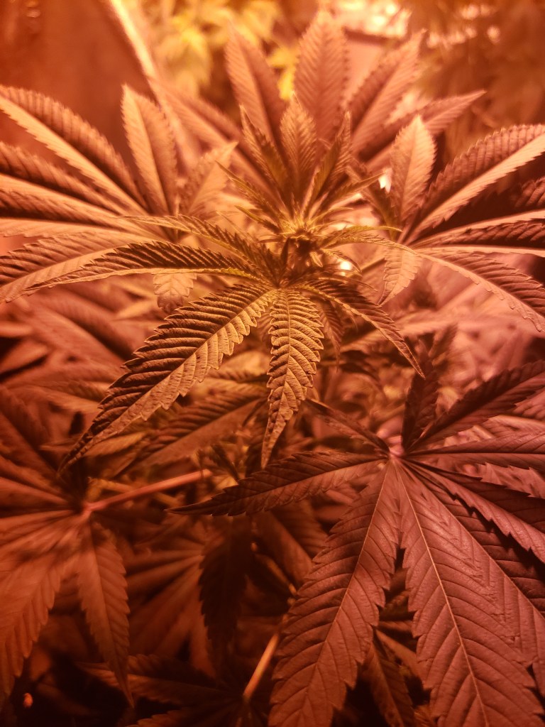 Cannabis Plant Growing during Flower stage 2021-2022