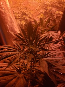 Week one of the flower stage during cannabis grow