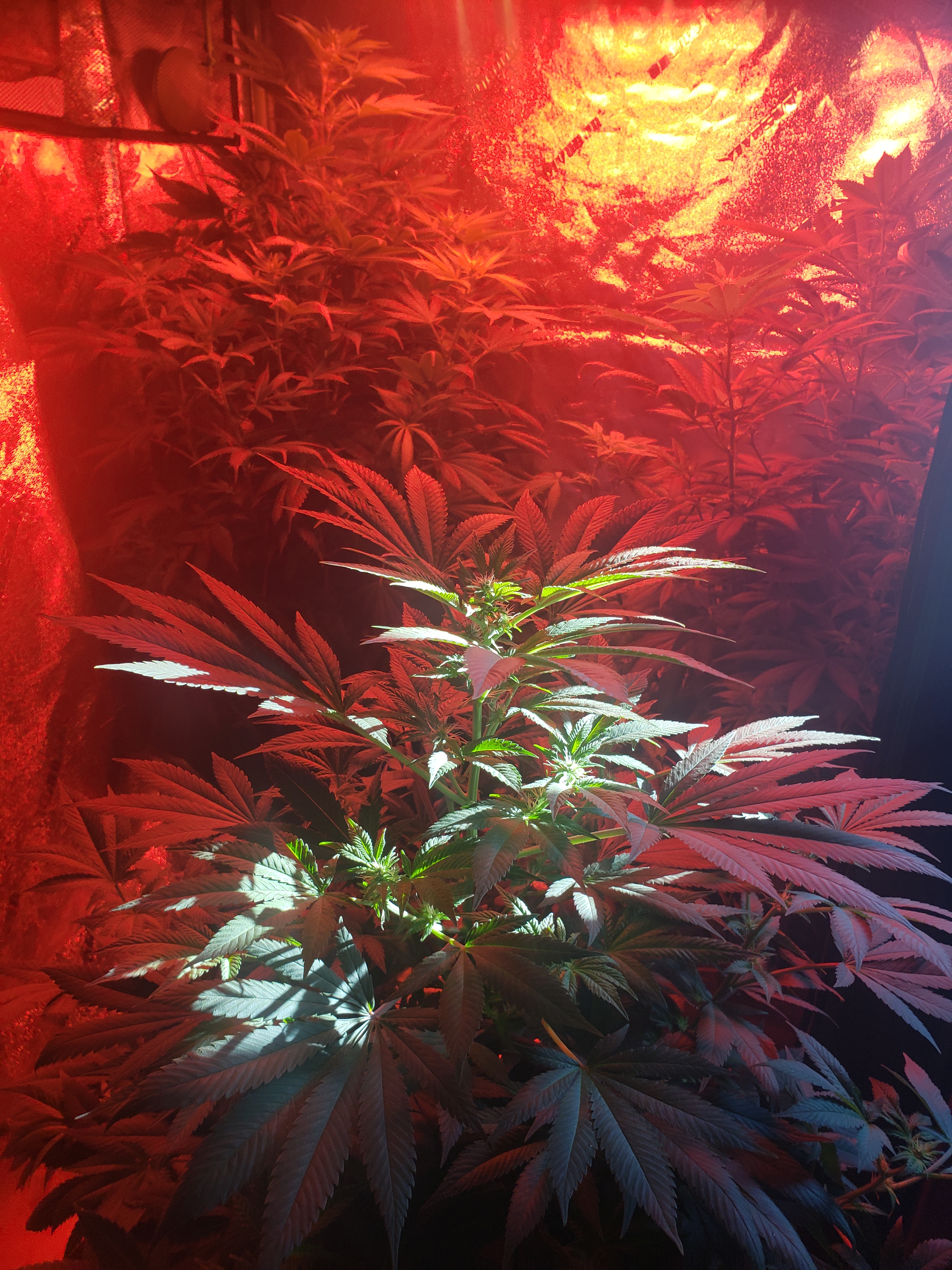 Cannabis Plant Capture 2022