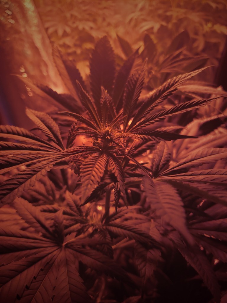 Cannabis plants during the flower stage Original Photography by Dr. Digital Philosophy 