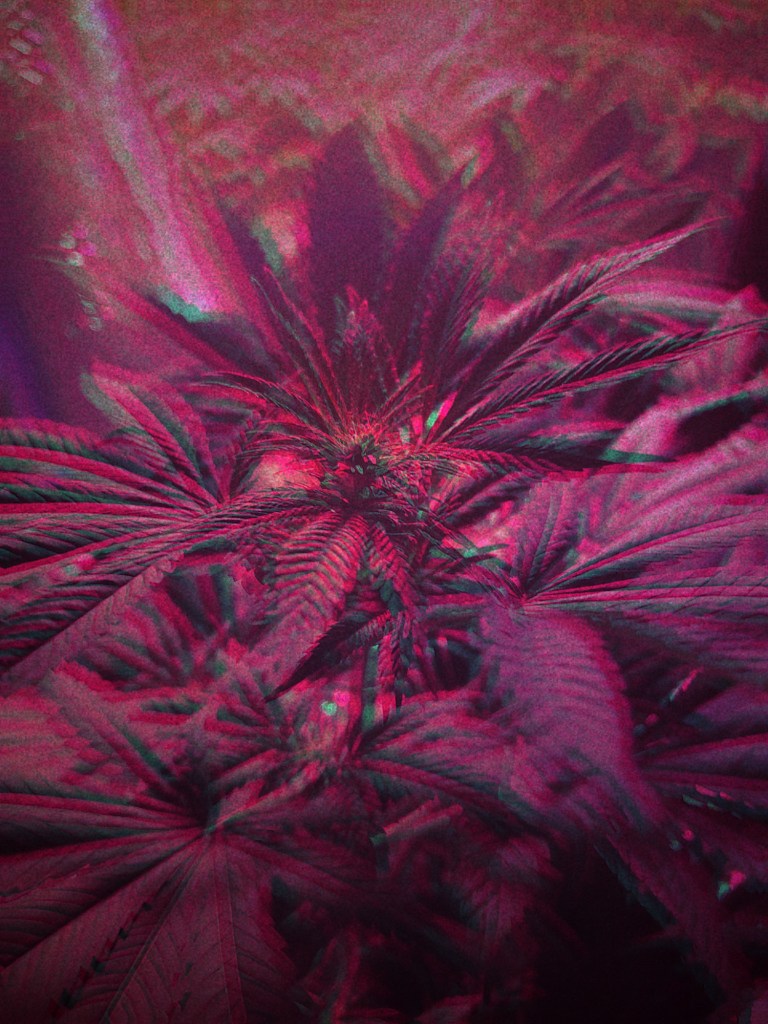 Cannabis Plants Edited By Dr Digital Philosophy during April 2021-2022 