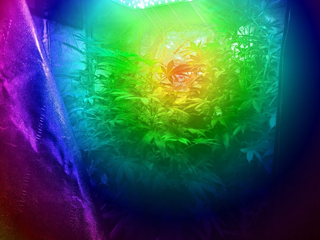 Light spectrum on Cannabis grow