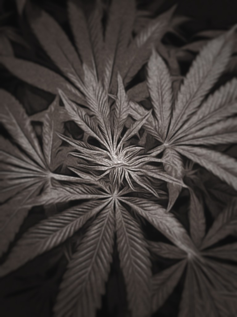 Edited photograph of a cannabis plant during the flower stage 