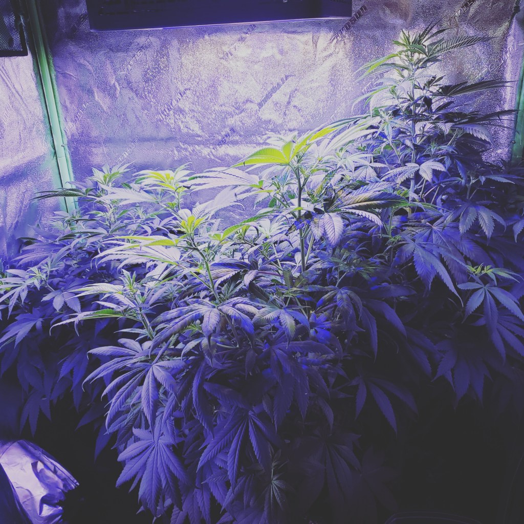 Cannabis Plants growing during grow cycle 