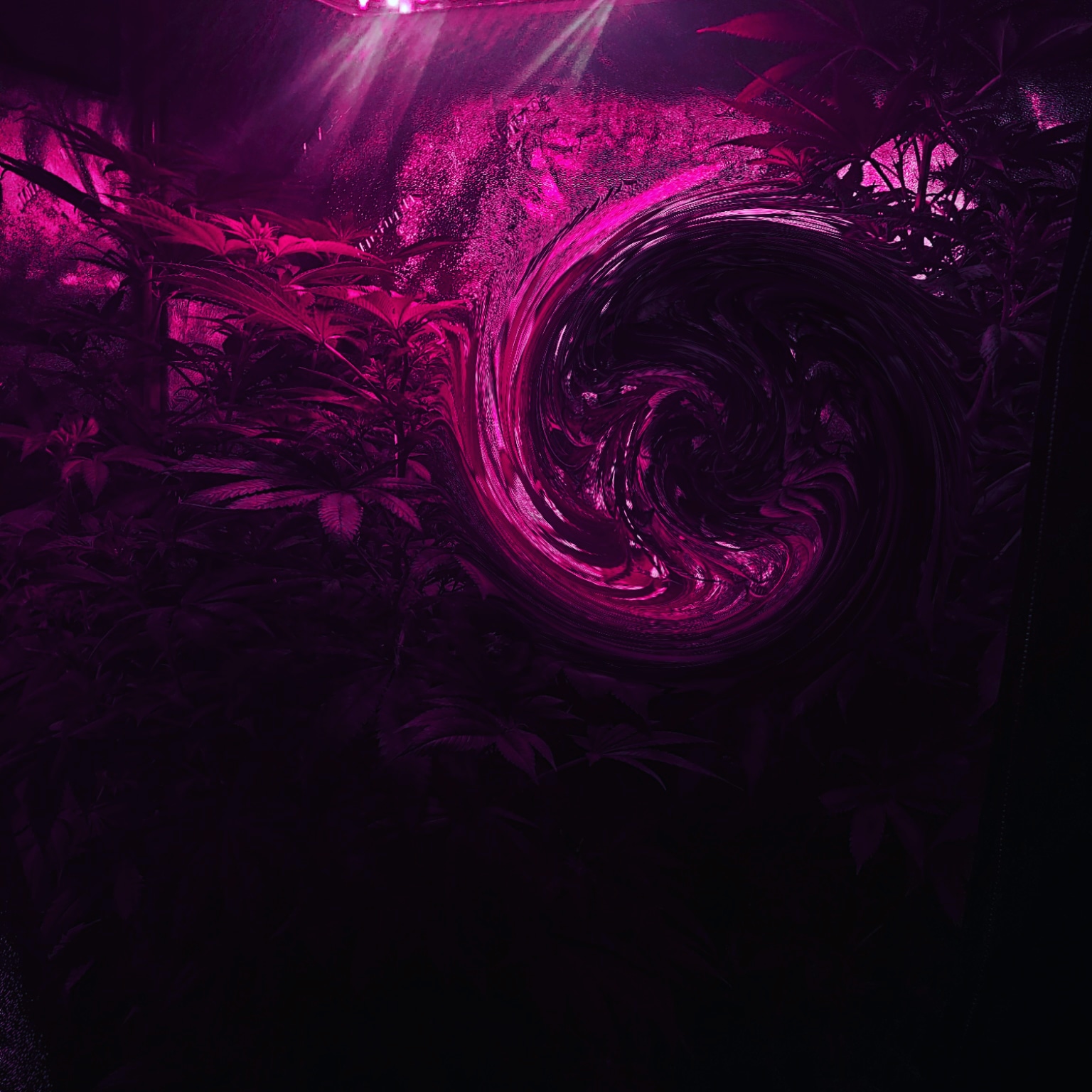 Digital Cannabis Growing Canada by Dr. Digital Philosophy 2021-2022