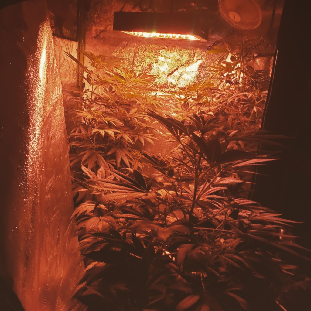 Cannabis Plants Growing Environment