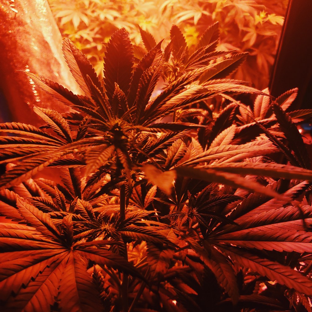 Digital Art 2021-2022