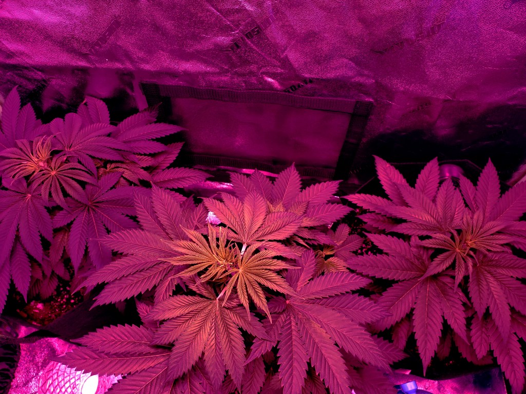 Cannabis Plants growing during vegetation stage