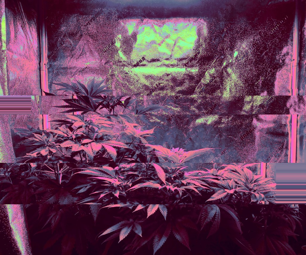 Cannabis Plant Growing during vegetation stage of the cannabis life cycle edited by Dr Digital Philosophy 2022