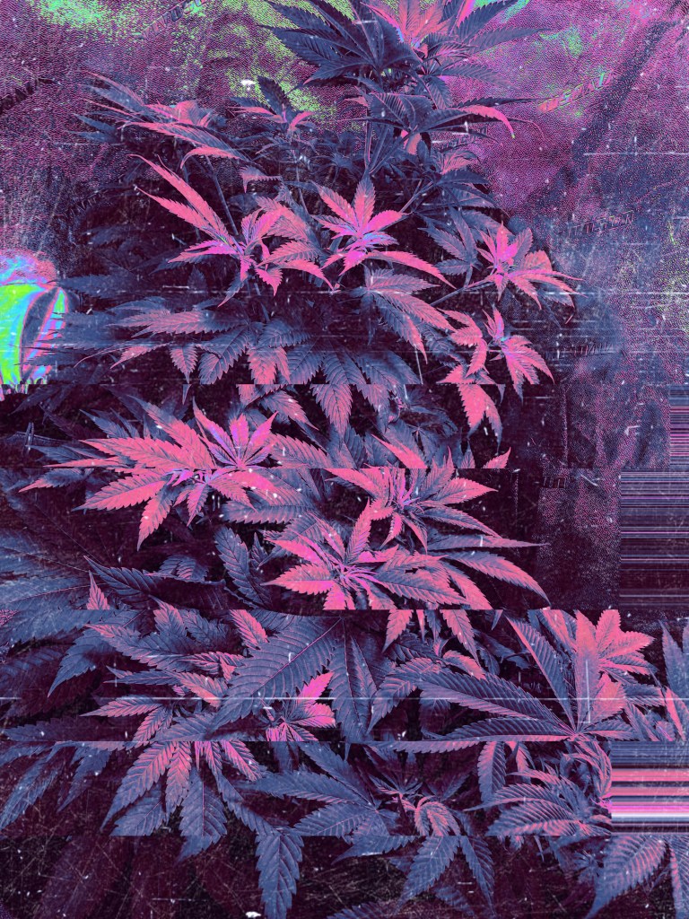 Glitched image of Cannabis Plant during vegetation stage of marijuana plant life cycle 2022