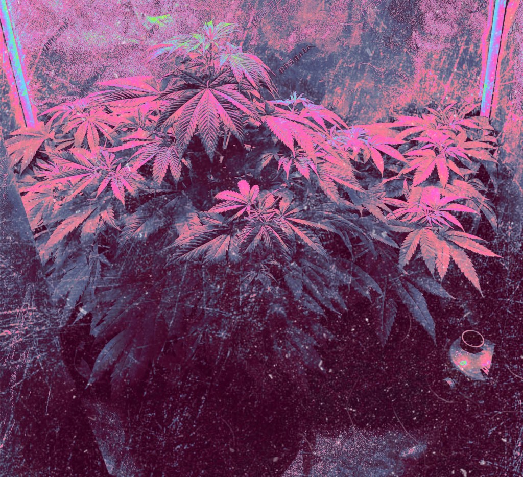 Cannabis Plant Growing during vegetation stage of the cannabis grow cycle
