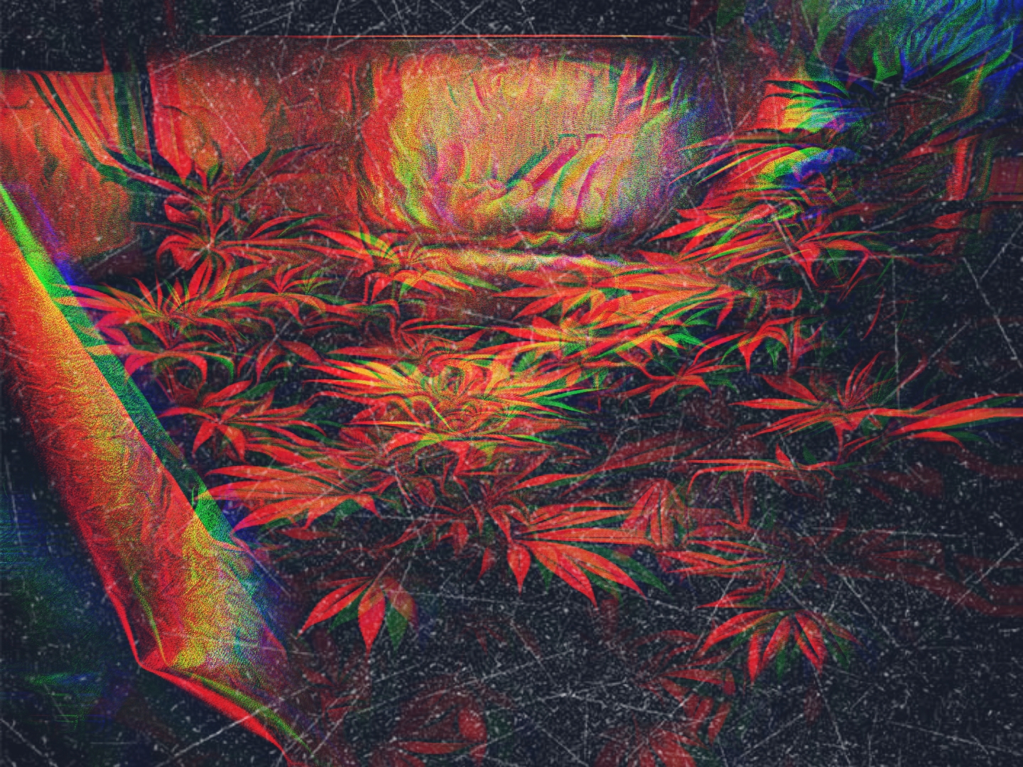 Cannabis Plants edited Digital Philosophy Design April 2022