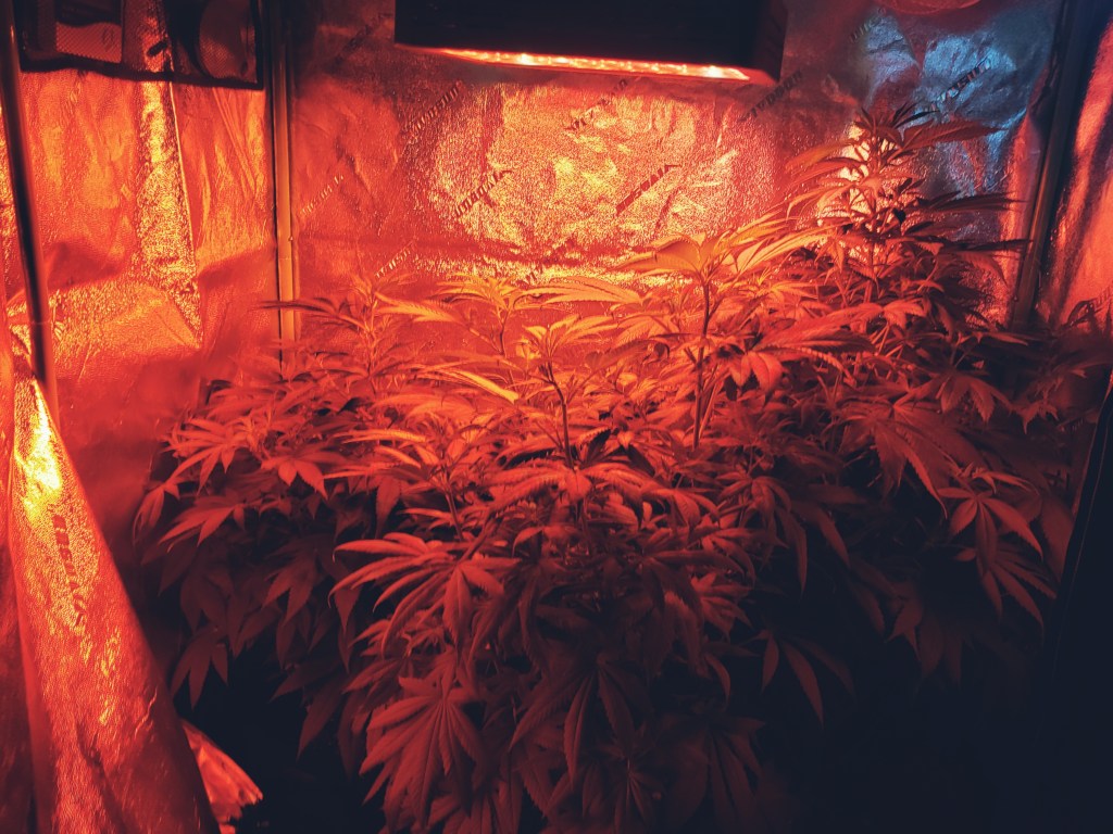 Cannabis Plant Growing during vegetation stage 2022