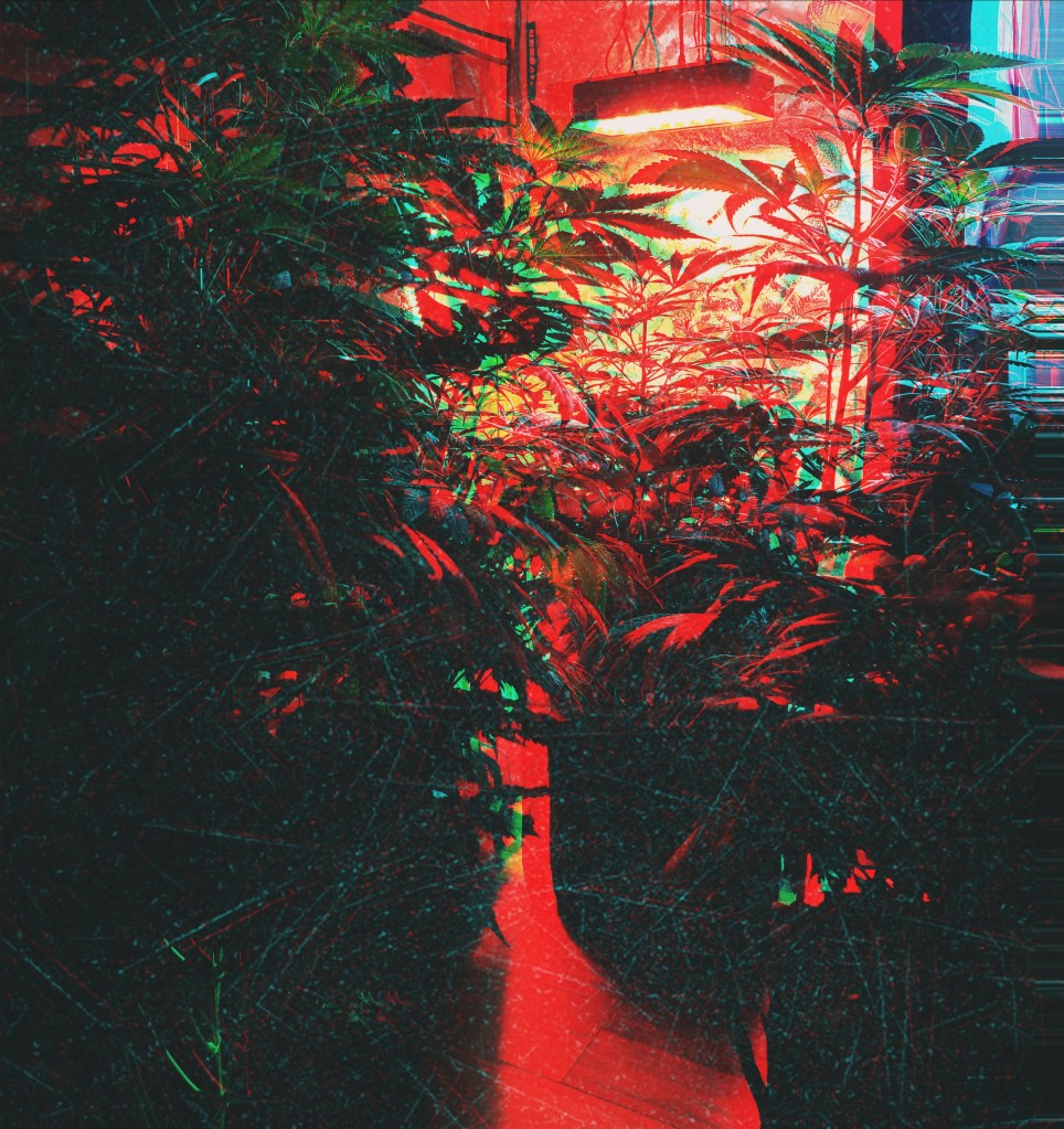 Cannabis Plants growing during vegetation stage of grow cycle 