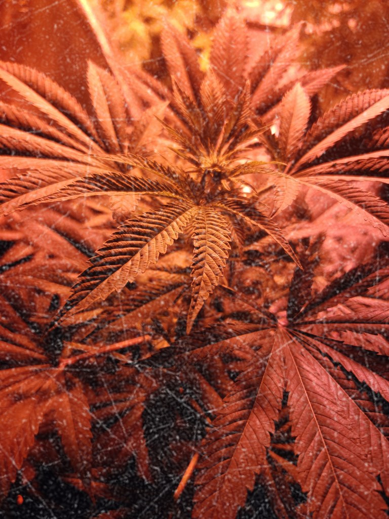 Cannabis Plant Flower Stage