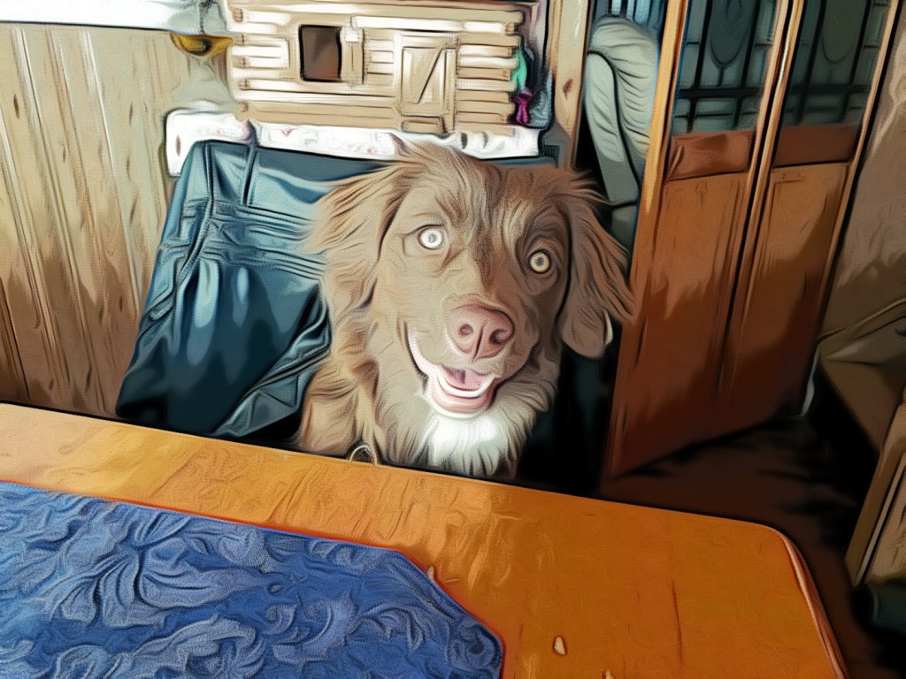 Our Dog sitting on a chair and edited during 2022
