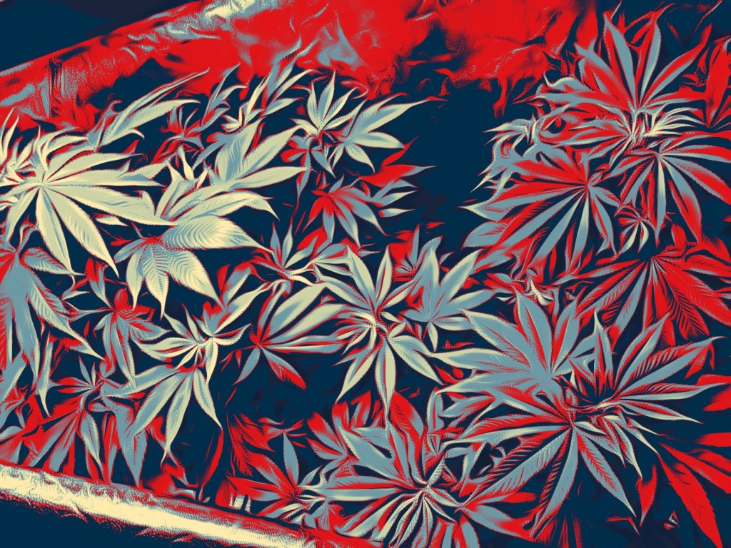Edited image of cannabis plants growing during the vegetation stage 