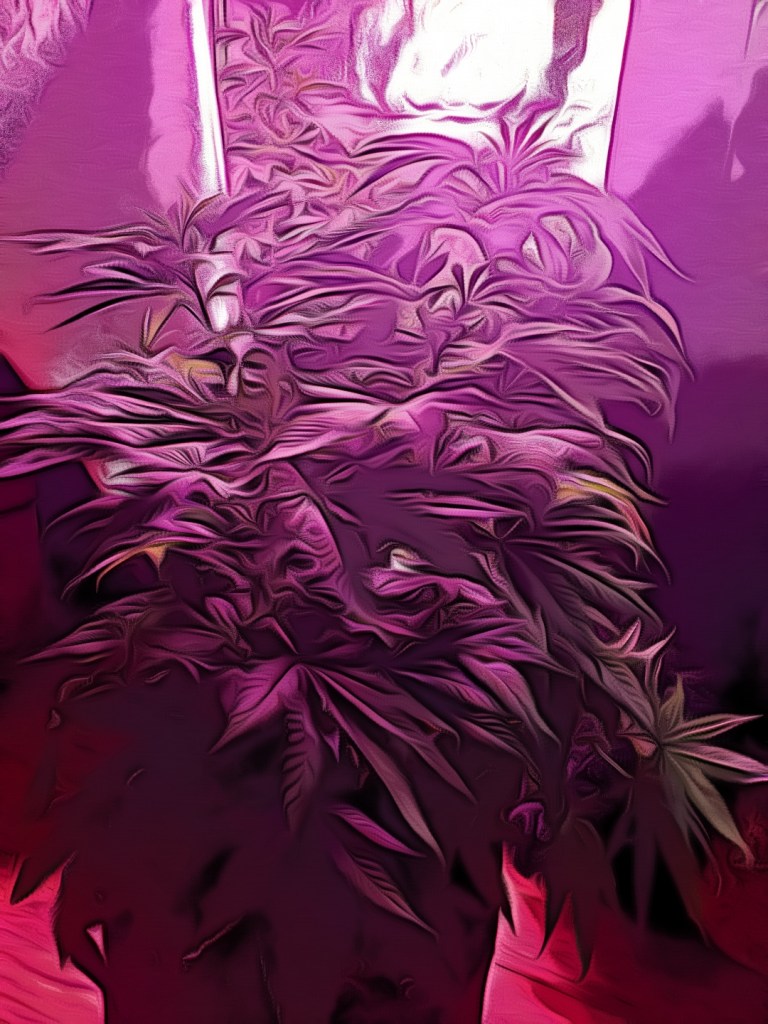 Cannabis Plant growing in the vegetation stage of the cannabis grow cycle 2022