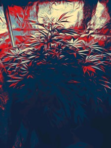 Cannabis plant edited for Dr. Digital Philosophy Website