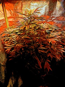 Female marijuana plant during flower stage