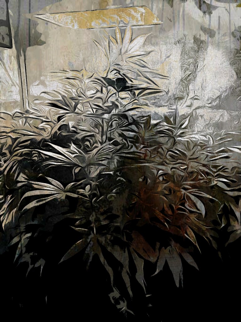 Cannabis Plants growing during flower stage 2022