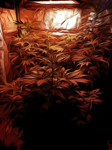 Cannabis Plants Growing during Flower Stagr Edited