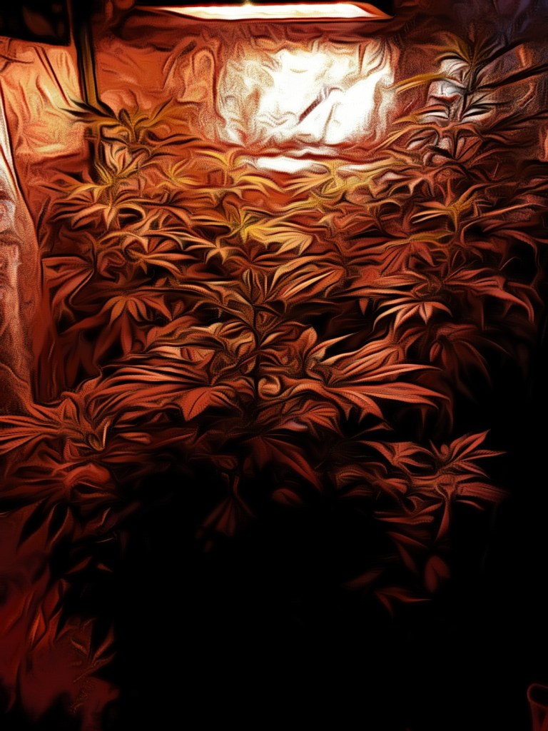 Cannabis Plant Growing 2022