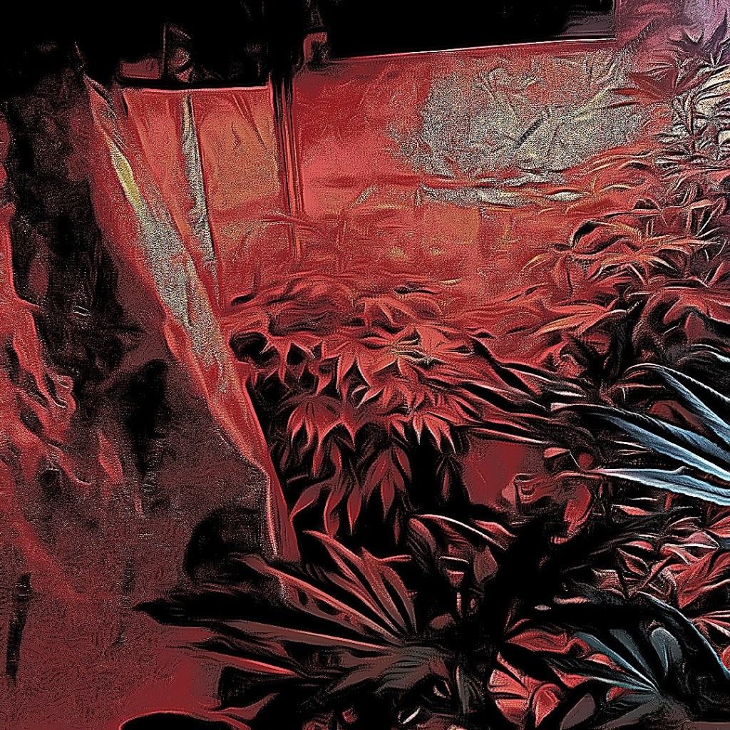 Edited cannabis plants growing during flower stage 2022