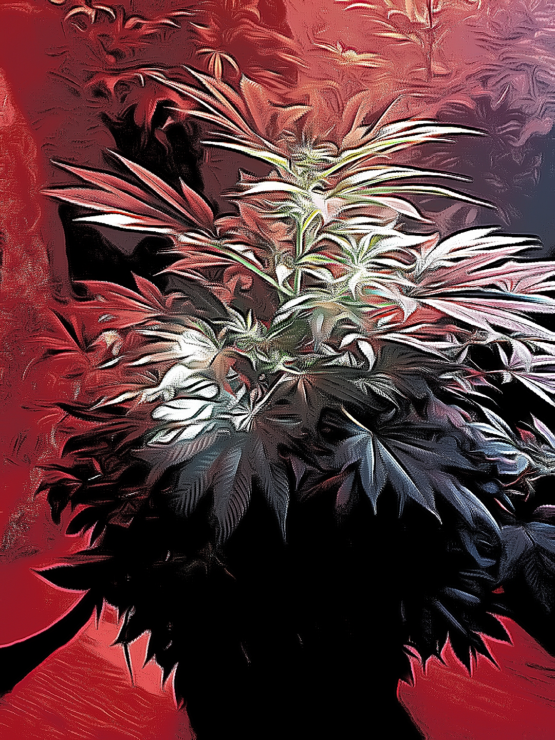 Cannabis Plant Edited Cartoon Image