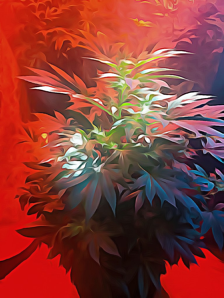 Cannabis Plants edited by Dr Digital Philosophy 2021-2022 