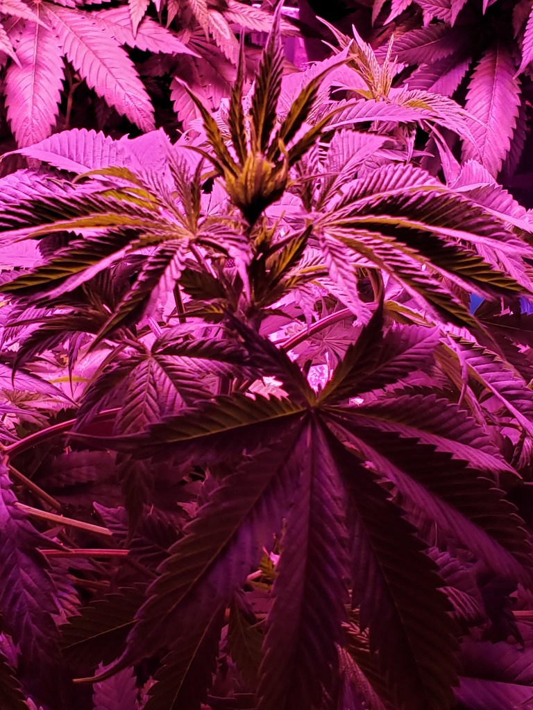 Cannabis Plant Growing during vegetation