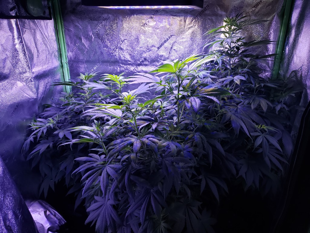 Coastal Cannabis Established April 2021-2022