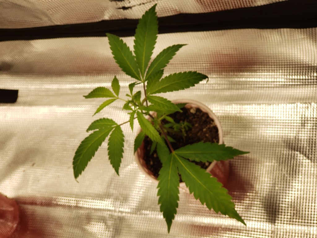 Purple Kush Cannabis Strain 