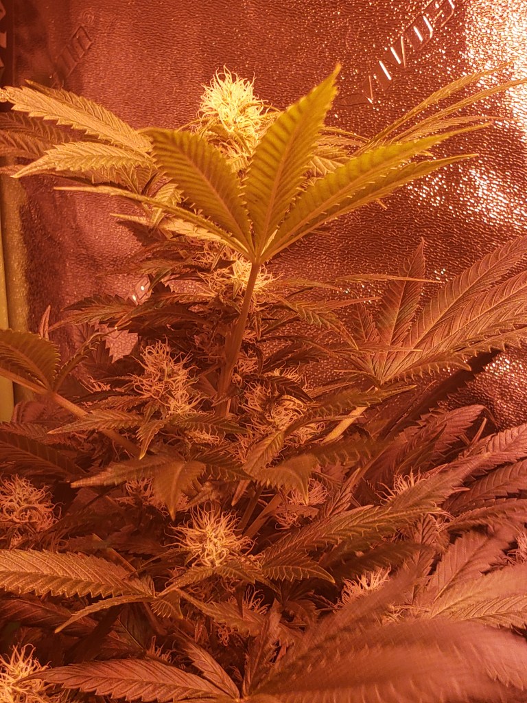 White Widow Strain Cannabis Plant